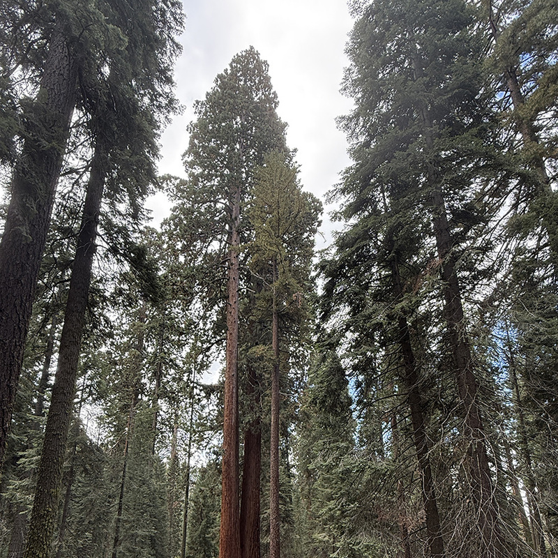 Sequoia National Park