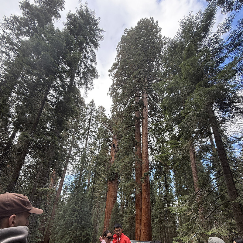 Sequoia National Park