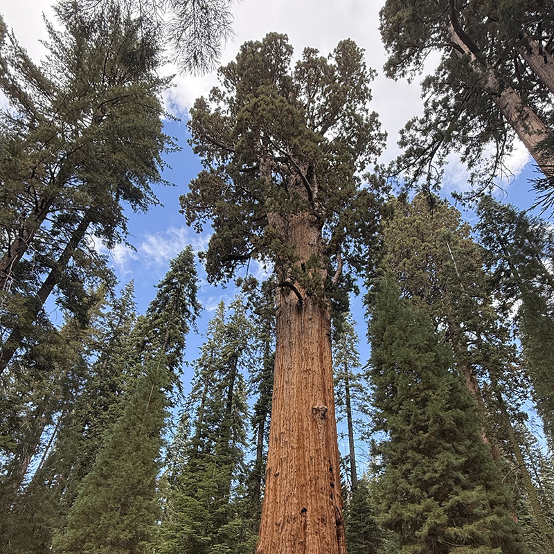 General Sherman Tree