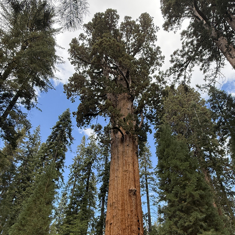 General Sherman Tree