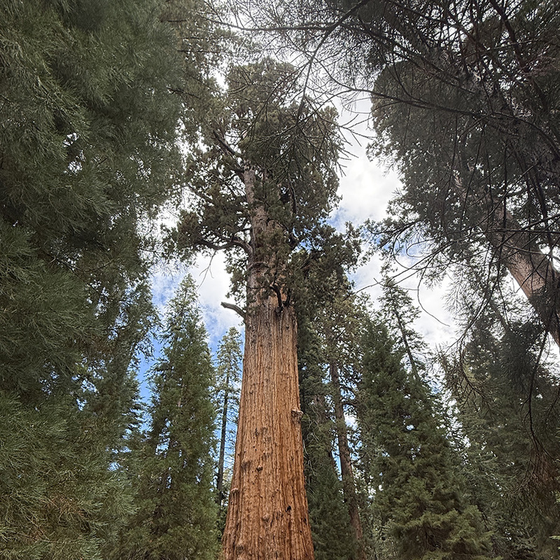 General Sherman Tree